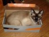Harley box.jpg