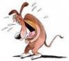 laughing dog.jpg