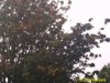 Sept 6 2013 trees.jpg