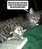 cute cats.jpg