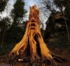 Amazing-Tree-Sculptures-2.jpg
