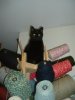 yarntreecat.jpg