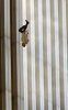 wtc 9-11 jumper.jpg