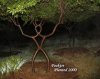 images_pooktre_people-trees_people-trees-16.jpg