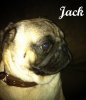 Jack.jpg