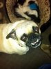 snaggletooth.jpg