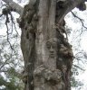 Tree-People.jpg