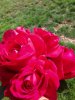rose.jpg