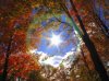 Duke Trees in Fall Colors.jpg