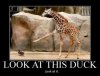 duck.jpg