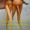 carrots.jpg