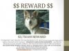 stolen service dog.jpg