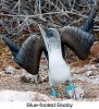 blue-footed-booby-241-LF-rt.jpg