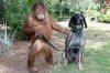 ORANGUTAN-AND-DOG-BFF-09-1308757975.jpg