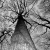 Tree.jpg