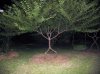 person-tree.jpg