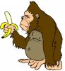 gorilla with banana.jpg