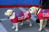customs-dogs.jpg