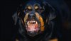 rottie.jpg rottie.jpg
