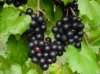 muscadine.jpg