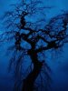 tree1.jpg