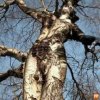 tree2.jpg