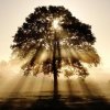 tree-of-life.jpg