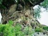 life-tree-carving.jpg
