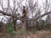 Tree.jpg