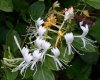 japanese-honeysuckle-00.jpg