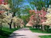 Pink_and_White_Dogwood_Trees_Lexington_Kentuck.jpg