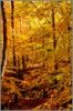 Fall Forest.jpg