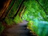 1 - Beautiful Summer Trees.jpg