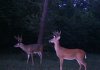 White Tail Deer.jpg