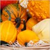 fall_harvest_208176.jpg