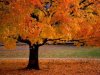 Autumn-Tree-Wallpaper.jpg