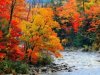 jack-hollingsworth-stream-in-autumn-woods.jpg