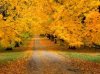 Yellow-road.jpg