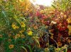 fallflowers.jpg
