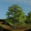 treetimelapse1.jpg