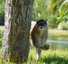 funny-monkey-with-woman-tag-pictures.jpg