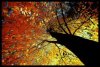 a.aaa-FALL-TREES-THEY-ARE-SO-COLOR.jpg