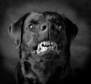Black_Dog_4.jpg