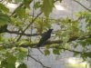 Oct 5 2013 Crow.jpg