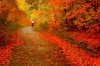 autumn.jpg