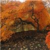 a-japanese-maple-in-fall-foliage-the-biltmore-nc,ng968644.jpg