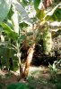 Banana tree.jpg
