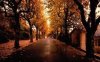 Tree lined street.jpg