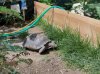 tort.jpg