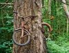 BikeInTree.jpg
